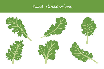 kale collection in different style. Vector illustration.