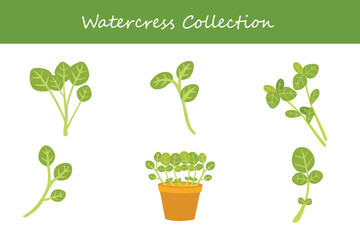 watercress collection in different style. Vector illustration.
