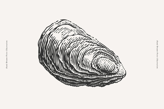 Detailed hand drawn vintage style engraving of a single oyster shell, perfect for use in seafood branding, packaging, menus, or marine-themed designs.