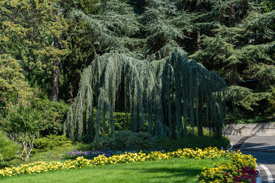 Weeping Blue Atlas cedar (Cedrus atlantica Glauca Pendula)  with cascading branches stands prominently in park Aivazovsky. Partenit, Crimea. Nature concept for design.