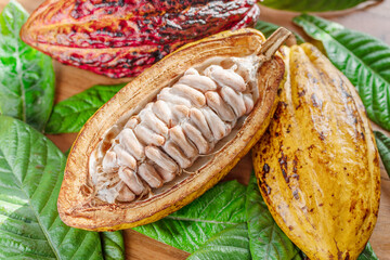 Fresh cocoa fruits between green cacao leaves on wooden background. Top view.