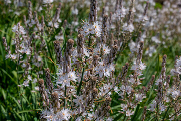 Asphodelus albus, commonly known as white asphodel, is a herbaceous perennial plant belonging to the genus Asphodelus.