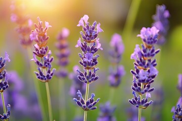 Obraz premium Lavender field bathed in golden sunlight. Close-up view of vibrant purple flowers