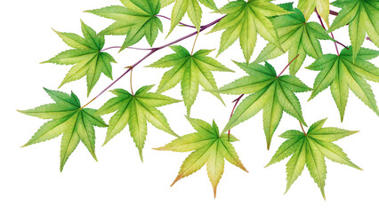 Fototapeta premium Vibrant Green Japanese Maple Leaves Branch Watercolor Illustration Botanical Art