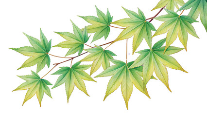 Fototapeta premium Vibrant Green Japanese Maple Leaves Branch Watercolor Painting Illustration