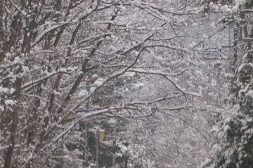 降雪による危険な道路 並木道と雪の災害の風景