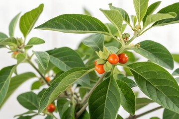 Fototapeta premium ashwagandha plant isolated on white background