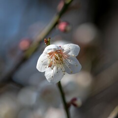 近所で開花中　白梅