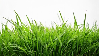Fototapeta premium green grass on white background spring or summer plant lawn