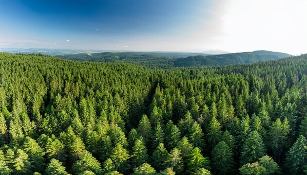 dense foliage of evergreen pine trees stretching as far as the eye can see from a drone s bird s eye view in a vast forest landscape tree canopy evergreen pines