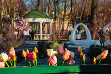Blooming tulips flowers in a city garden or park on a sunny spring day