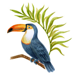 Toucan Bird  sits on a branch with palm leaf. Hand drawn watercolor painting. Vector element design.