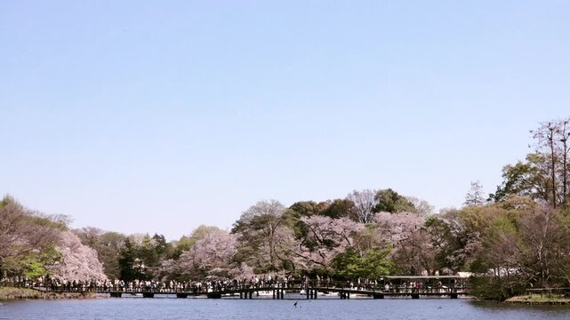 Spring in Tokyo : Bridge over the Lake in the City Park is Crowded with People Enjoying Sakura Cherry Blossom Viewing "Hanami"  |  Inokashira Park, Kichijoji, Tokyo, Japan
