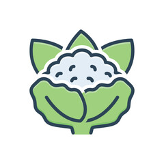 Color illustration icon for cauliflower