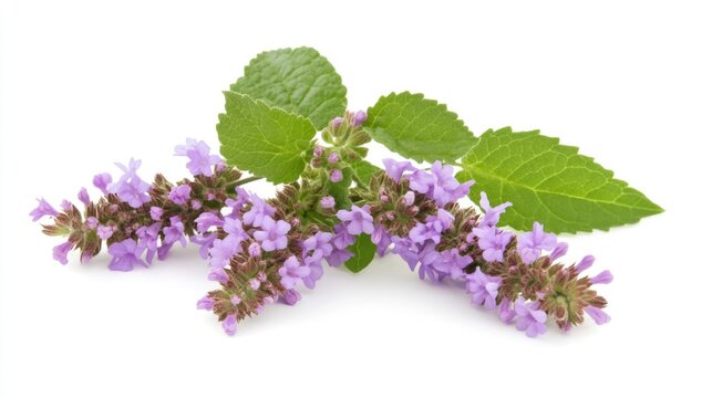 Patchouli Plant Blooming: Aromatic Herb Used in Alternative Medicine and Ayurvedic Aromatherapy