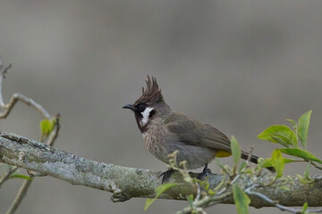 Obraz premium Himalayan Bulbul (Pycnonotus leucogenys) perched on a branch at the Jim Corbett National Park, Uttarakhand, India.