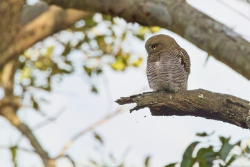 Jungle Owlet or Barred Owlet, (Glaucidium radiatum) perched on a branch at the Jim Corbett National Park, Uttarakhand, India.