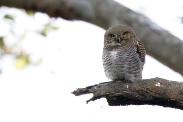 Jungle Owlet or Barred Owlet, (Glaucidium radiatum) perched on a branch at the Jim Corbett National Park, Uttarakhand, India.