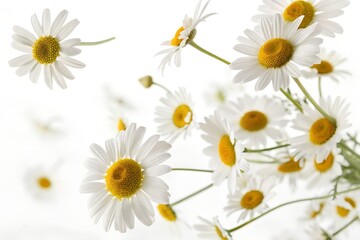 Fototapeta premium chamomile flowers isolated on white background