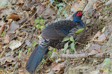 Khalij Pheasant (Lophura leucomelanos) close up, male, at the Jim Corbett National Park, Uttarakhand, India.