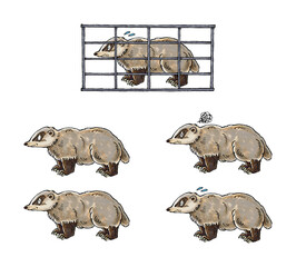 アナグマセット