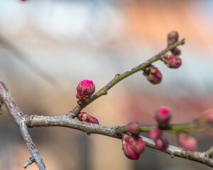紅梅の花芽