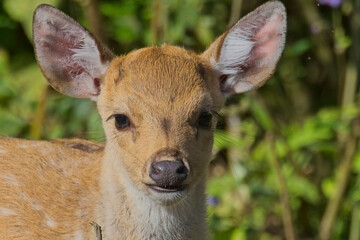 Portrait of a young Chital or Spotted Deer (Axis axis) at the Jim Corbett National Park, Uttarakhand, India.