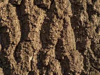 Tree bark