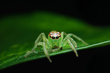 macro of a spider
