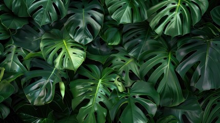 Obraz premium Lush Monstera Deliciosa Foliage displaying dense tropical forest beauty