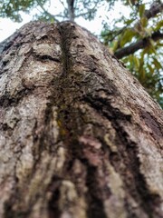 Close-Up of Tree Bark Texture with Moss – Low Angle Perspective of a Majestic Tree