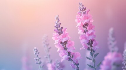 Naklejka premium Blooming pink flowers in a serene nature setting soft focus tranquil atmosphere close-up view