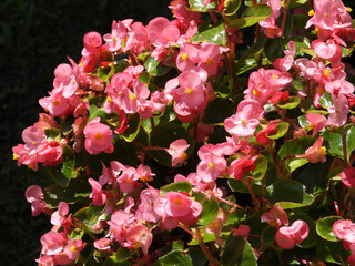 colorful blooming begonias in the pot