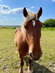 Obraz premium A chestnut horse with a white mane in a field, Normandy, France 