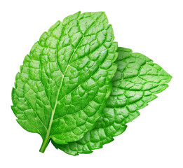 Obraz premium Green mint pepper leaf isolated on white. Fresh mint leaf. Pepper mint clipping path. Full depth of field