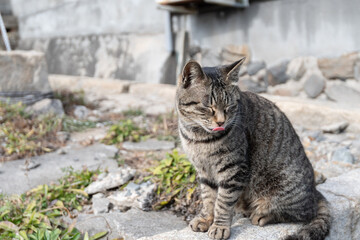 塀の上でくつろぐ可愛い野良猫