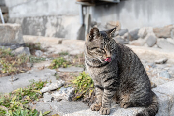塀の上でくつろぐ可愛い野良猫