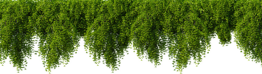 A bunch of green leaves hanging from a tree on a transparent background. 3D rendering illustration © Cgnomad