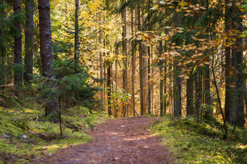 A path in an autumn forest, sunlight breaking through tall pine trees, green moss and yellow leaves.
