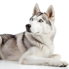 Fototapeta premium Alaskan malamute dog isolated on white background