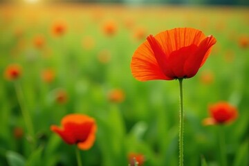 Bright red poppy stands tall in swaying field of green, image, color, green