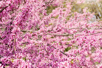 blooming tree of cercis canadensis chinensis with pink flowers,  spring garden