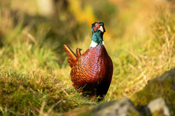 Pheasant (Phasianus colchicus)