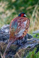 Pheasant (Phasianus colchicus)