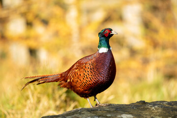Pheasant (Phasianus colchicus)