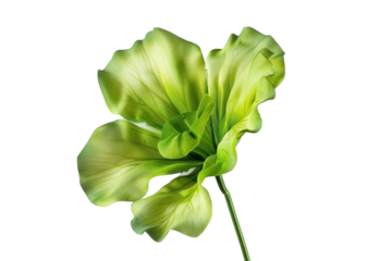 A vibrant green flower with soft petals stands gracefully against a light background, capturing the serenity of nature’s beauty