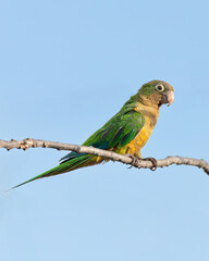 Periquito da Caatinga 