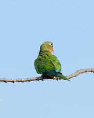 Periquito da Caatinga 