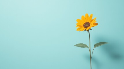 Space Yellow Sunflower Overview Stem Garden Floral