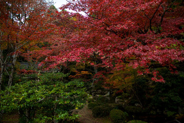 The scenery of Kongourinji Temple in autumn in Shiga Prefecture, Japan